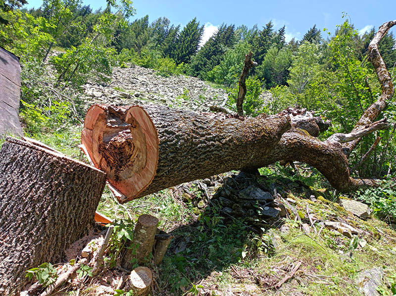 Elagage-arbre-pbc-voiron-38